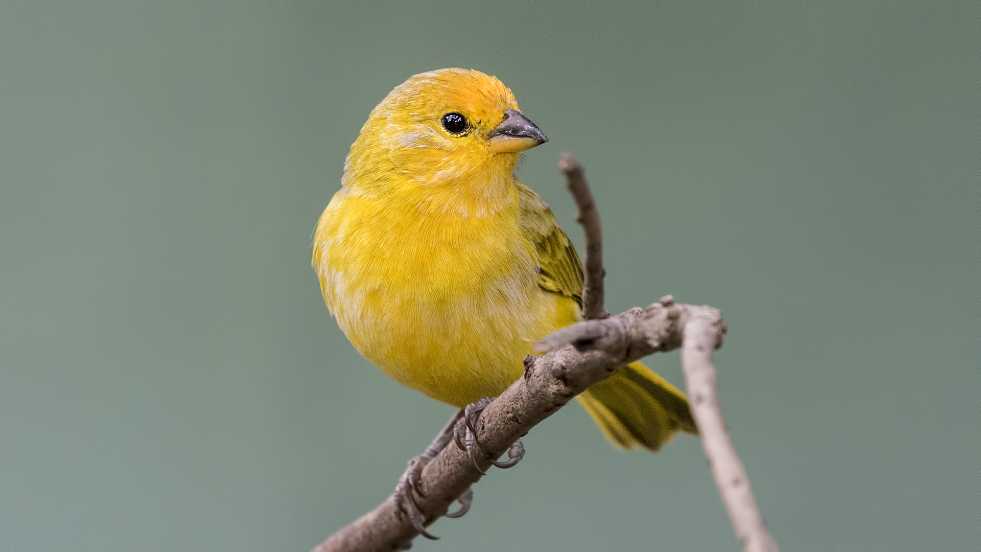 Saffron Finch